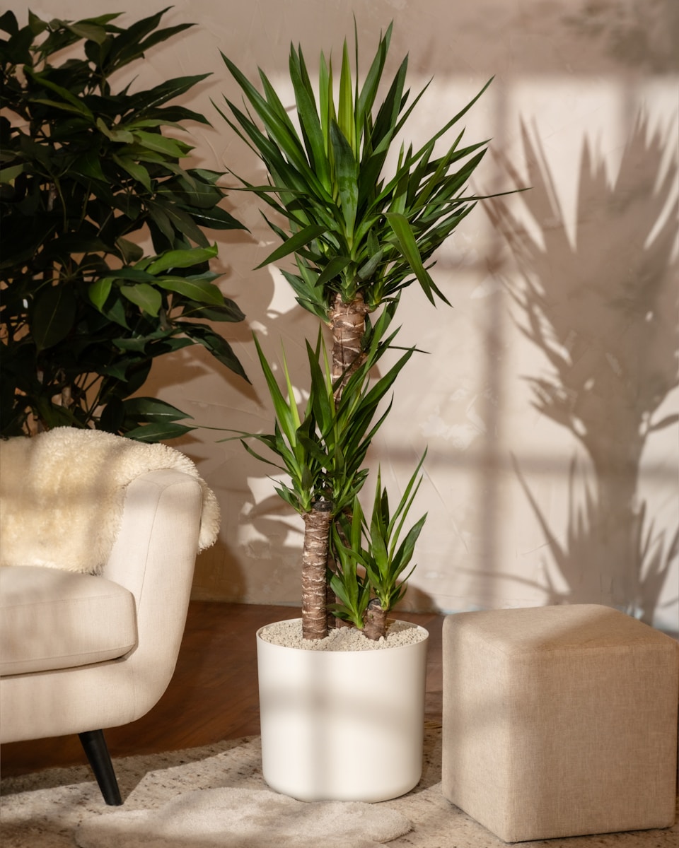 Yucca verzorgen en correct water geven