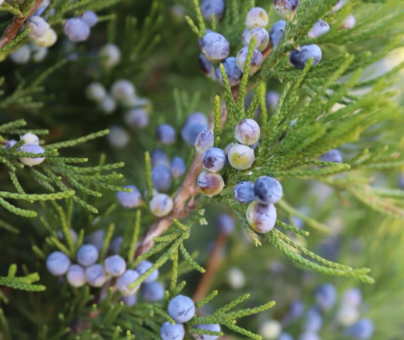 Conifeer verzorgen en snoeien
