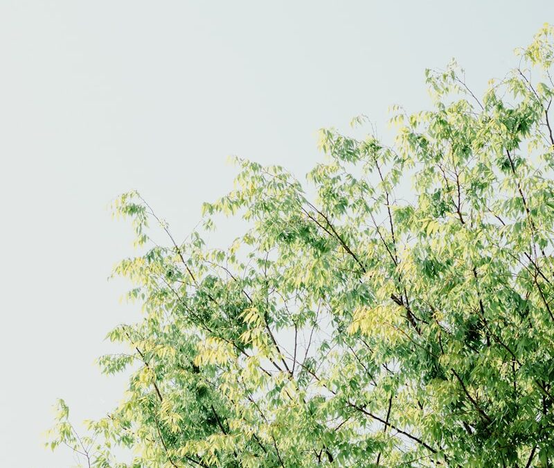 Berk verzorgen als sierboom