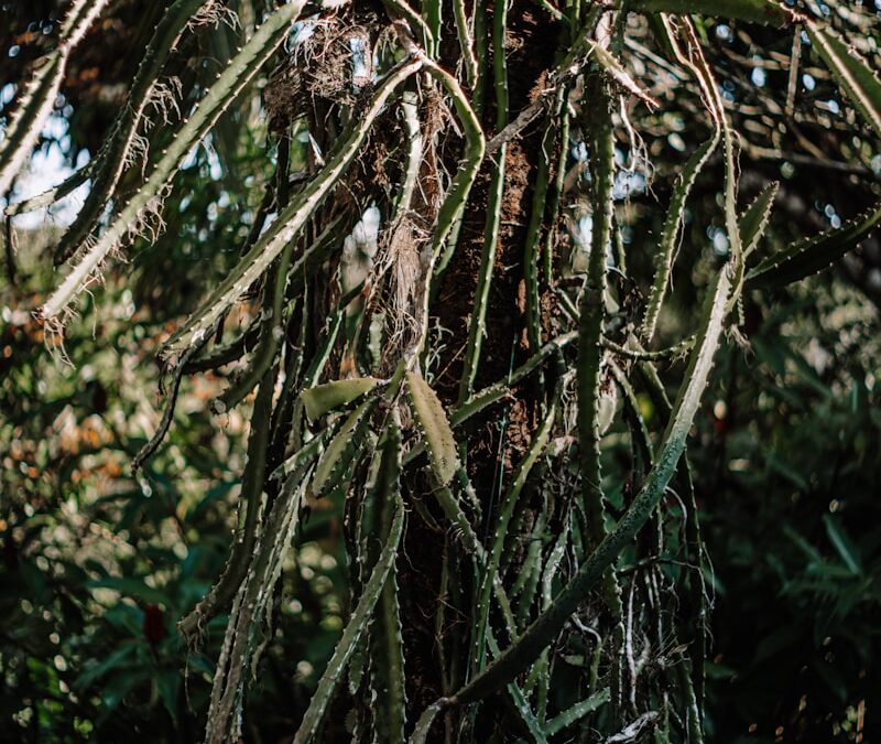 Dragon verzorgen voor smaak