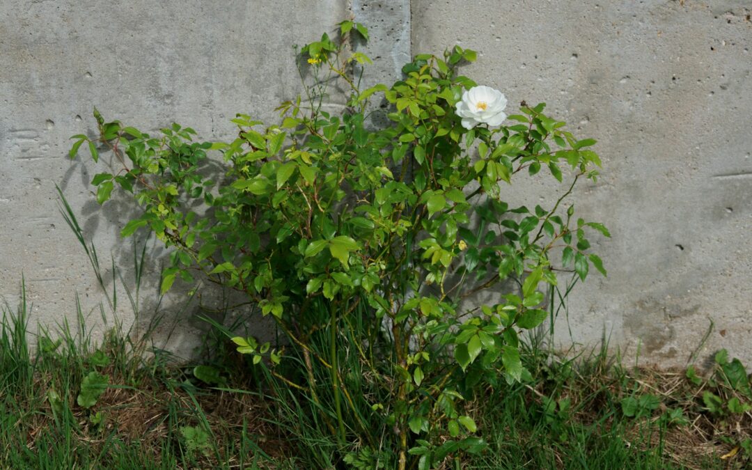 Munt verzorgen zonder woekeren