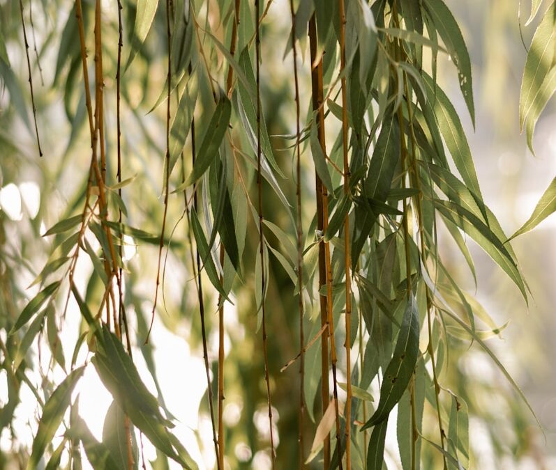 Wilg verzorgen en snoeien