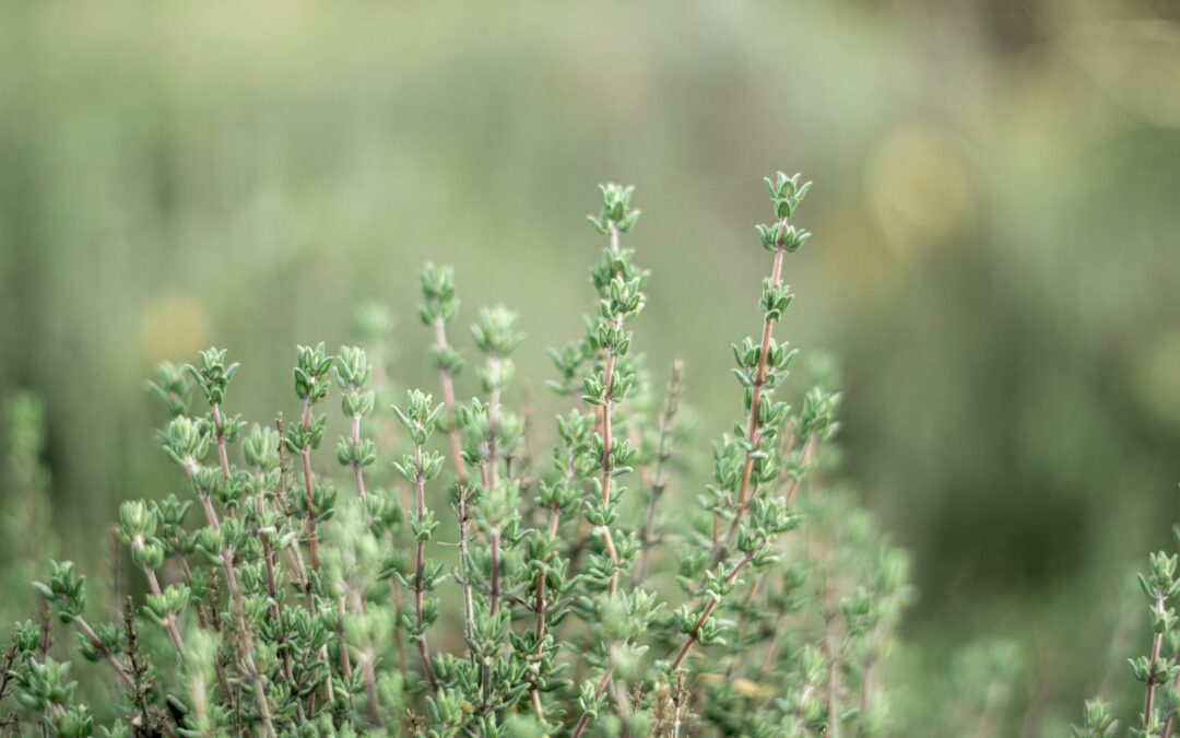 Tijm verzorgen en snoeien