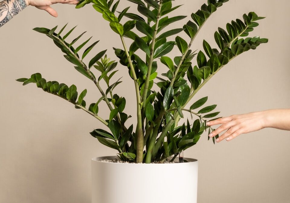 Zamioculcas verzorgen met minimale inspanning