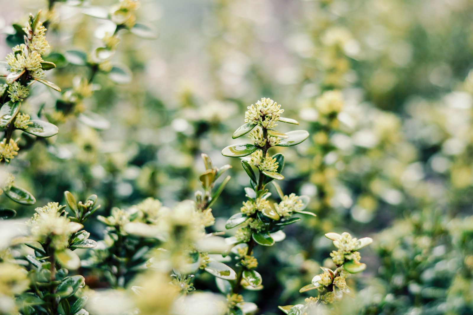 Buxus verzorgen en strak snoeien