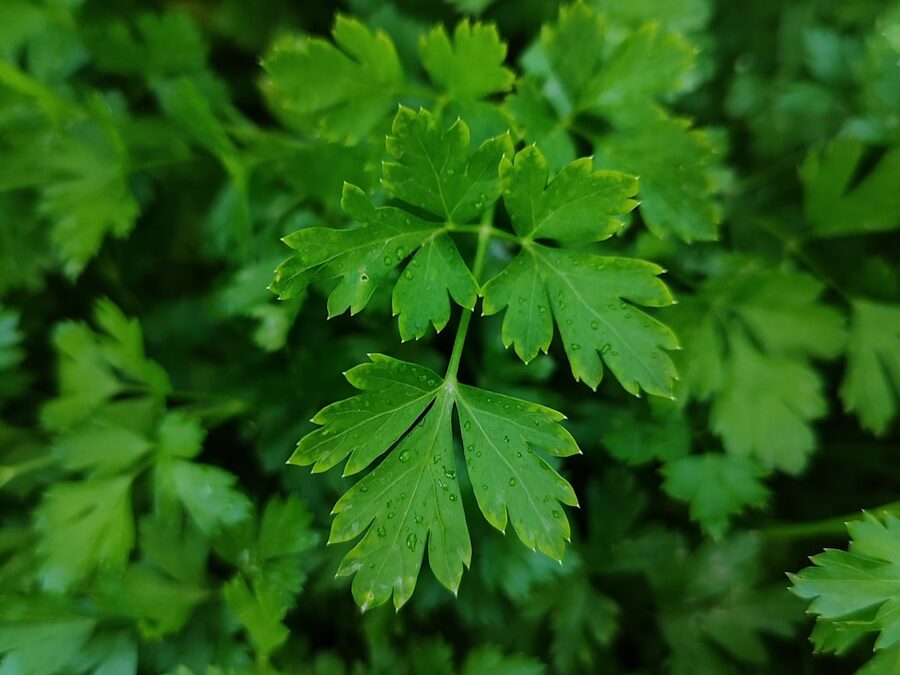 Peterselie verzorgen het hele jaar