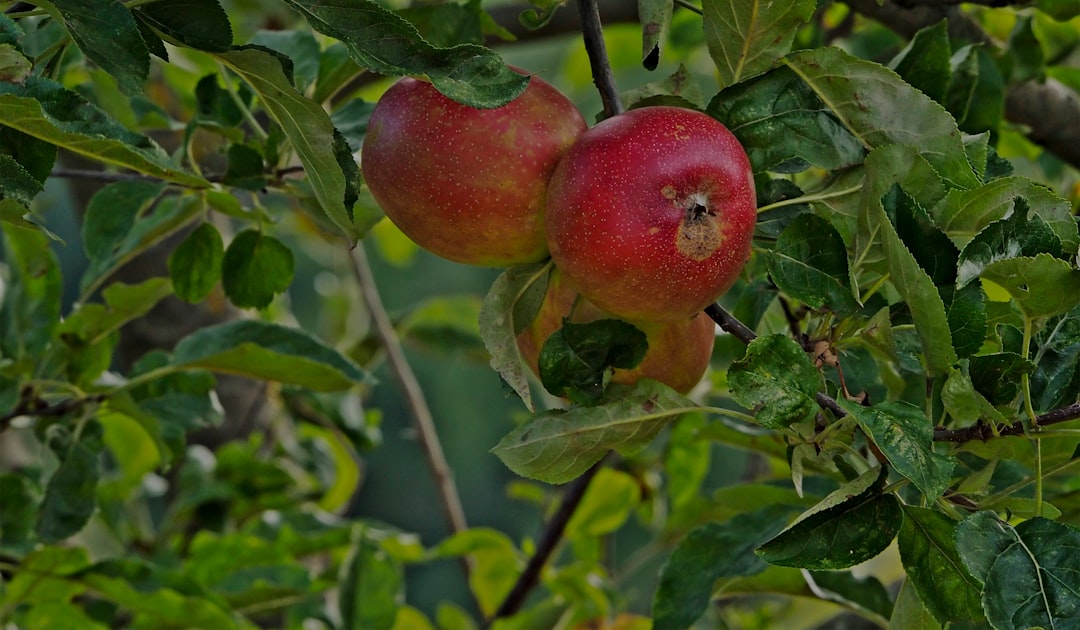 Appelboom verzorgen voor een goede oogst