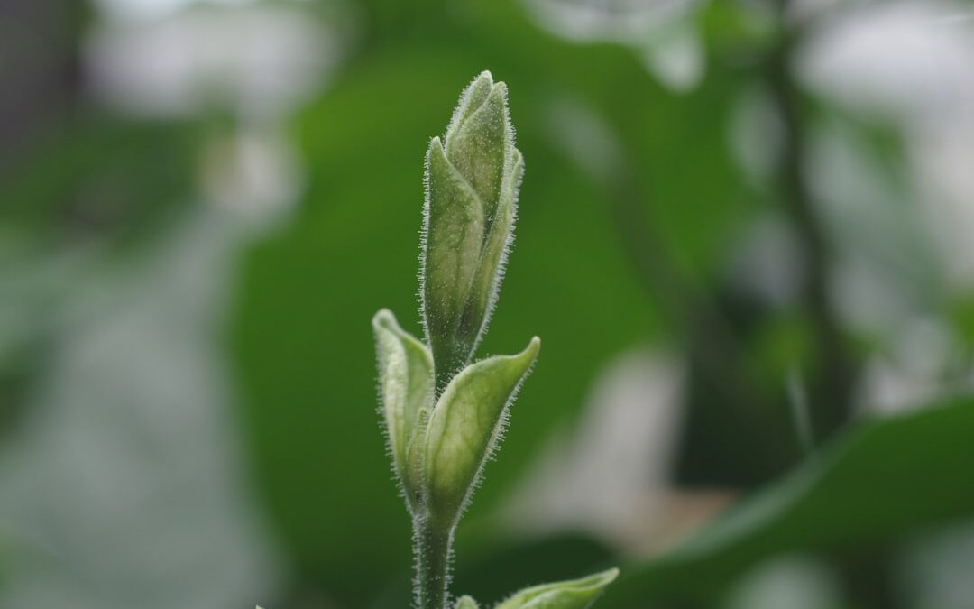 Echeveria verzorgen als vetplant