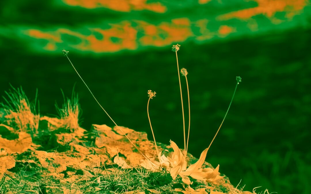 Cotoneaster verzorgen als bodembedekker