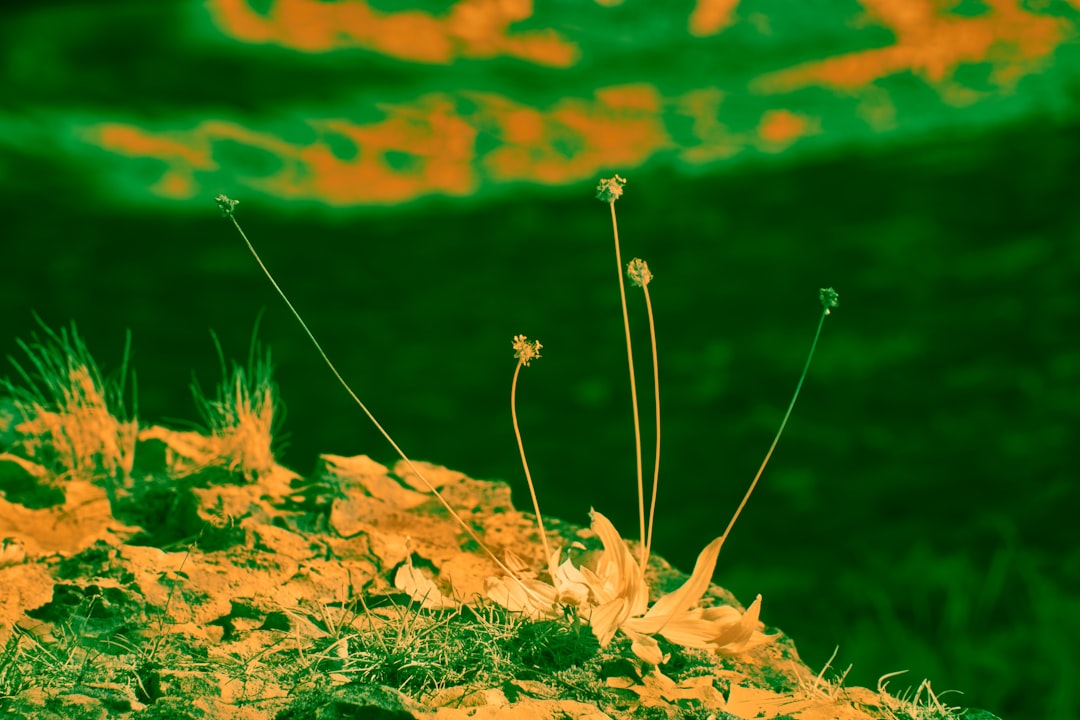 Cotoneaster verzorgen als bodembedekker