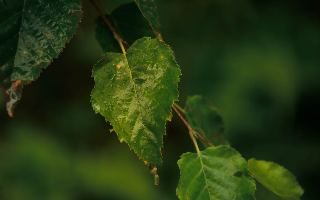 Ctenanthe verzorgen zonder bladproblemen