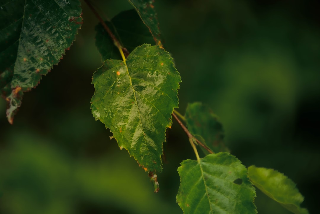 Ctenanthe verzorgen zonder bladproblemen