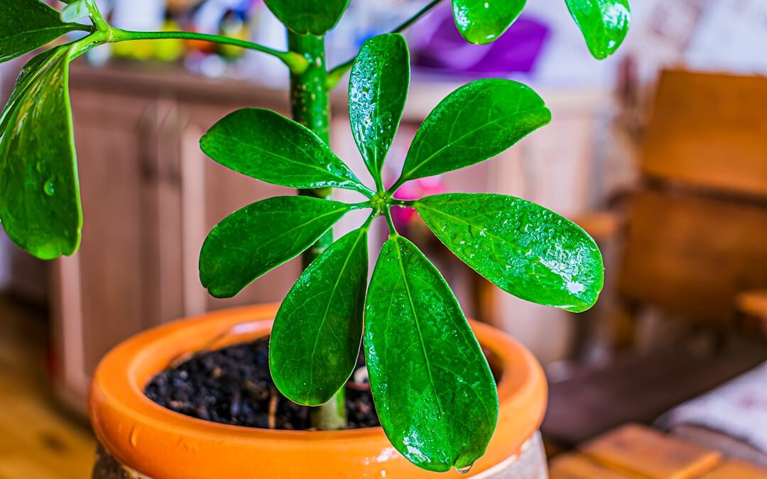 Schefflera verzorgen voor een sterke groei