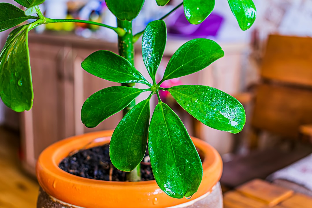 Schefflera verzorgen voor een sterke groei