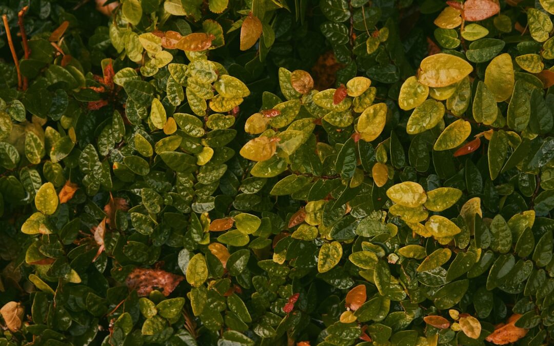 Hortensia verzorgen en kleuren beïnvloeden