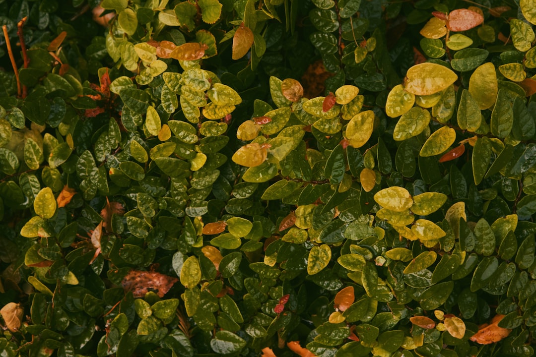 Hortensia verzorgen en kleuren beïnvloeden
