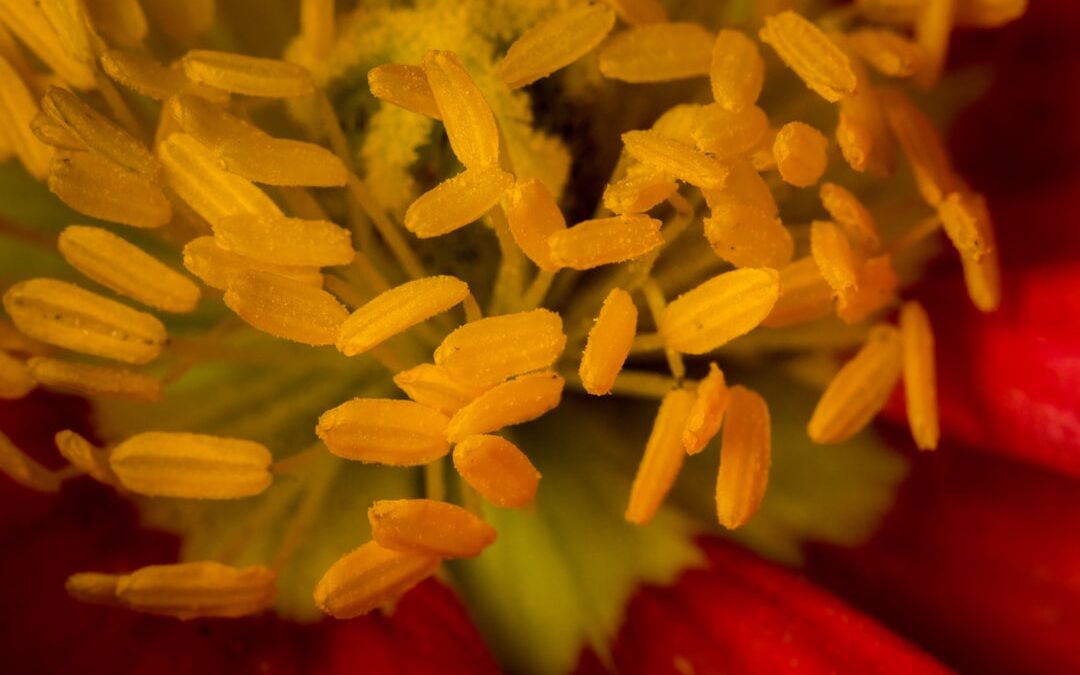 Anthurium verzorgen met maximale bloemvorming