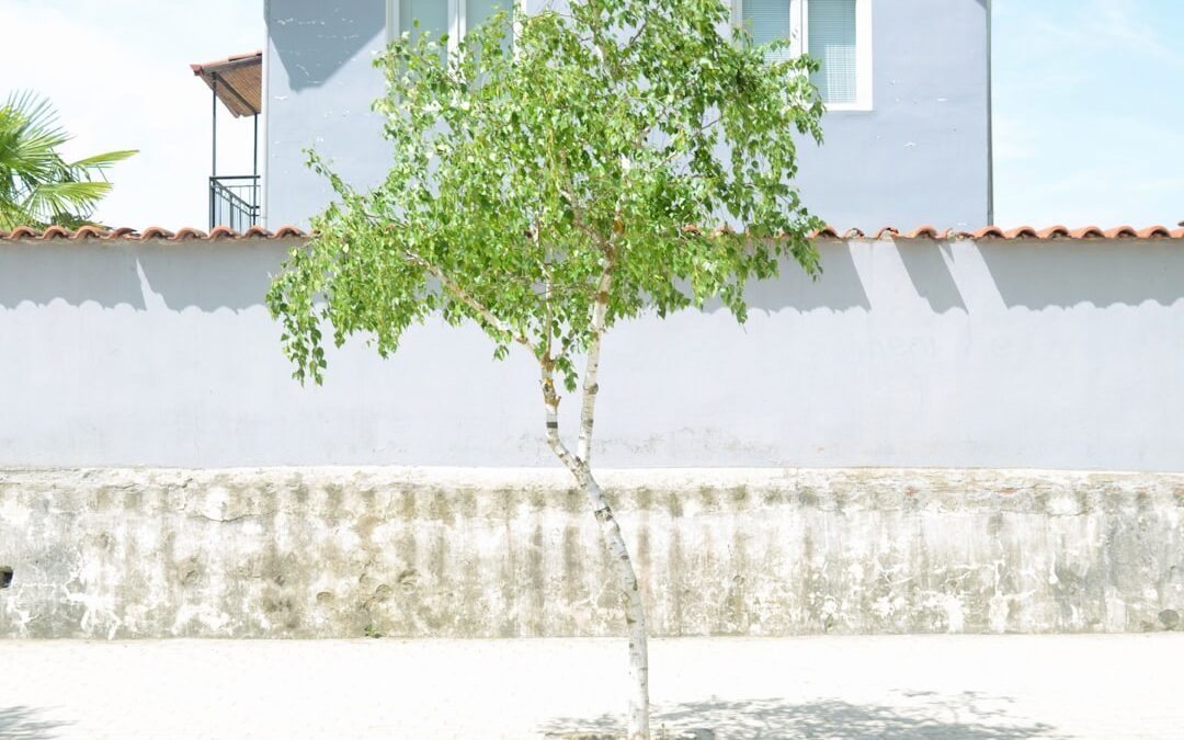 Den verzorgen als tuinboom