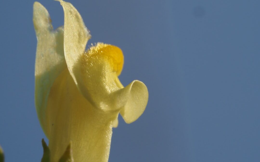 Lelie verzorgen tijdens de bloeiperiode