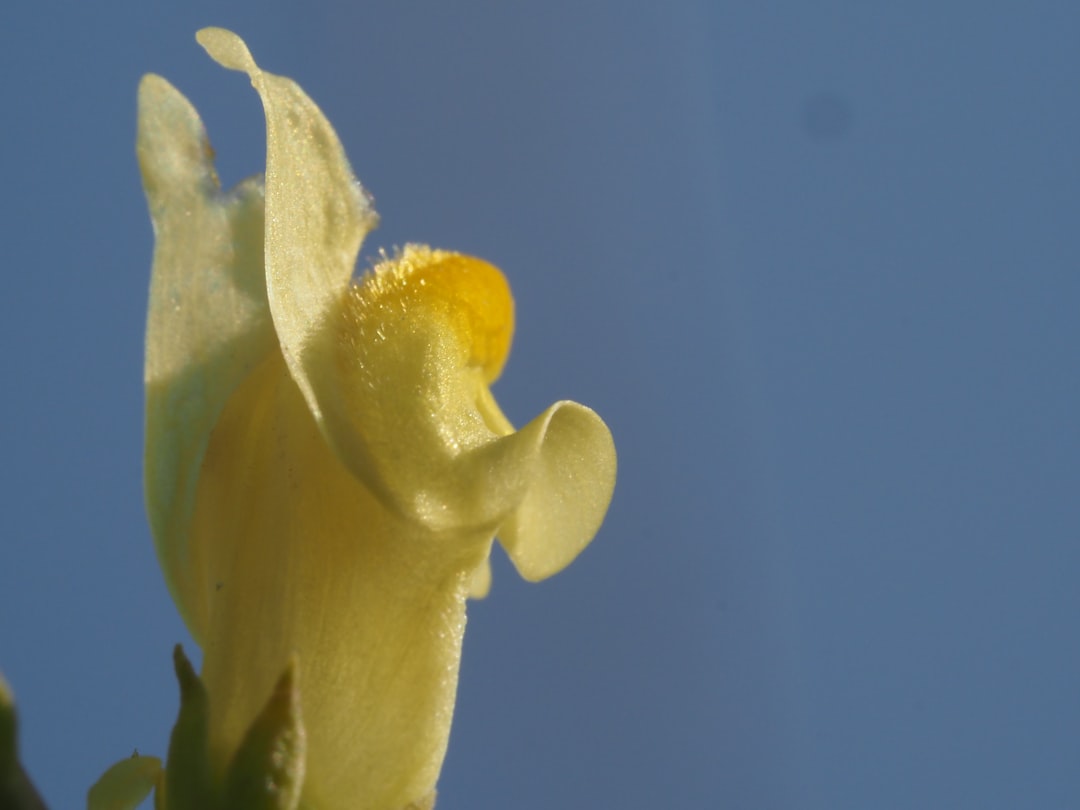 Lelie verzorgen tijdens de bloeiperiode