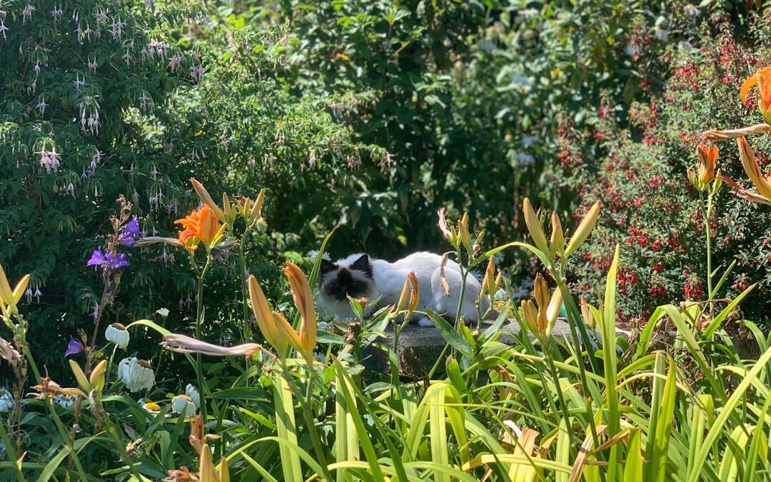 Narcis verzorgen in de tuin
