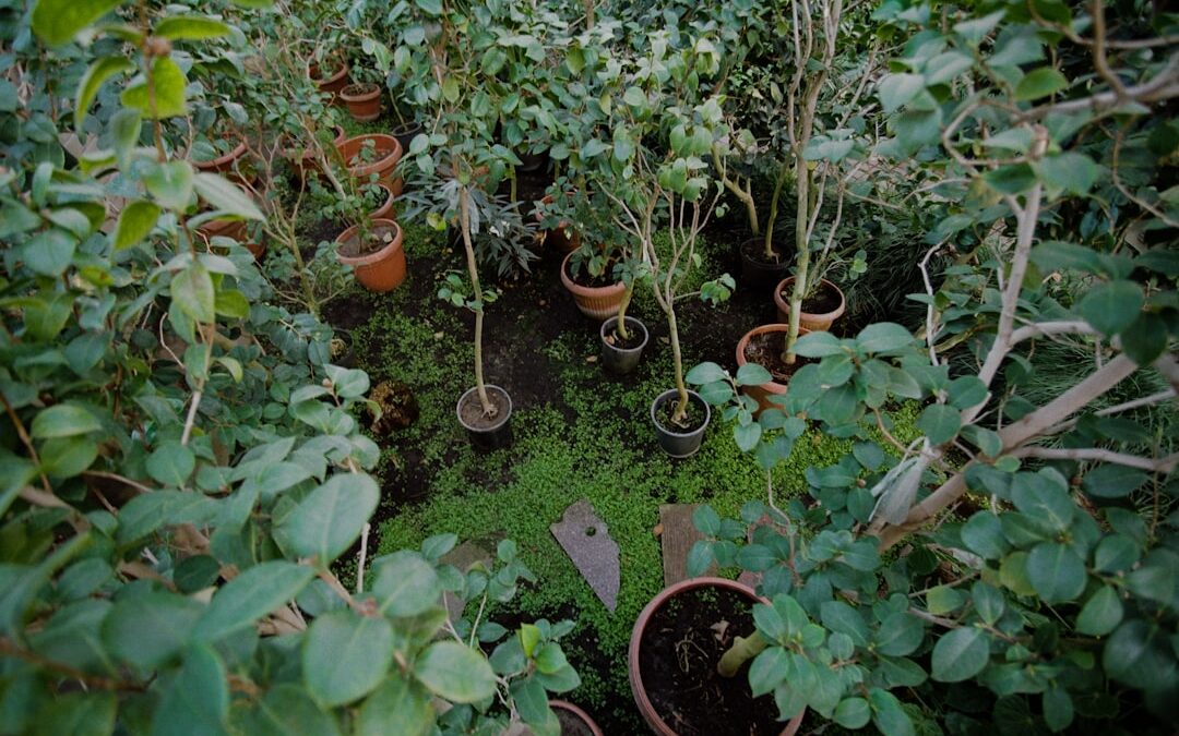 Sedum verzorgen in pot en tuin