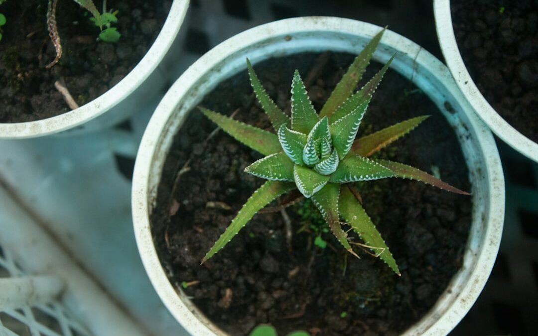 Begonia als kamerplant verzorgen