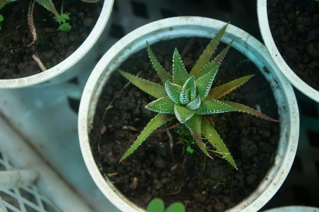 Begonia als kamerplant verzorgen