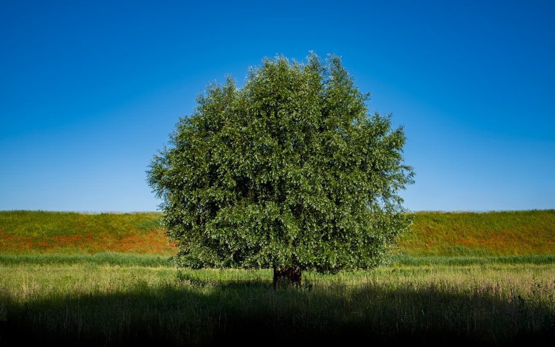 Olijfboom verzorgen in Nederland