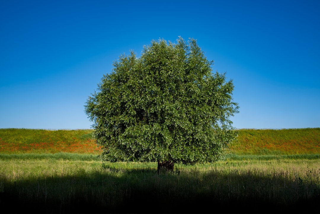 Olijfboom verzorgen in Nederland