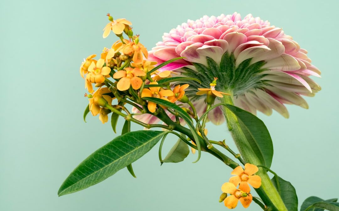 Stapelia verzorgen en laten bloeien