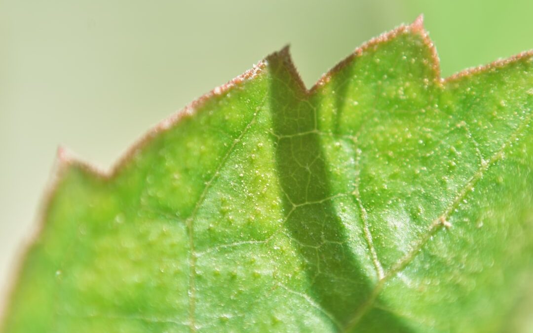 Ficus lyrata verzorgen zonder bladverlies