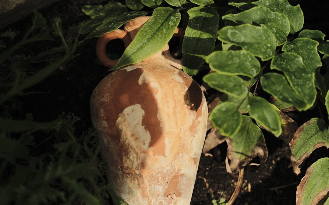 Klaproos verzorgen in de tuin