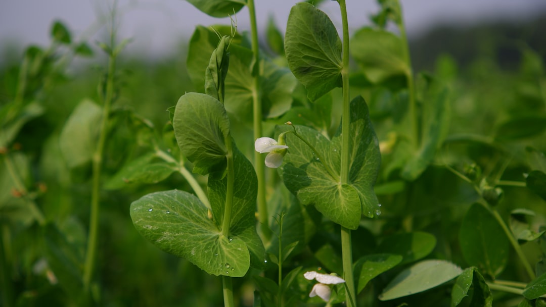 Stevia verzorgen en oogsten