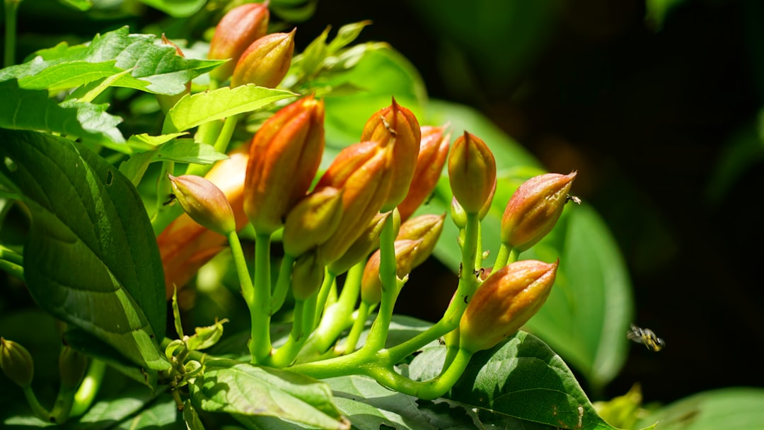 Pioenroos verzorgen voor sterke bloei