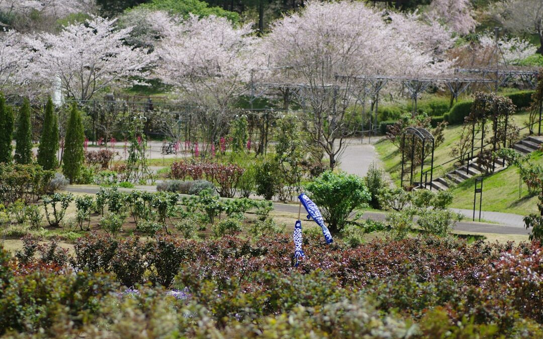 Japanse esdoorn verzorgen in de tuin