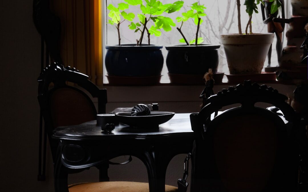 Haworthia verzorgen binnenshuis