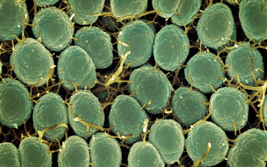 Pilea peperomioides verzorgen en stekken