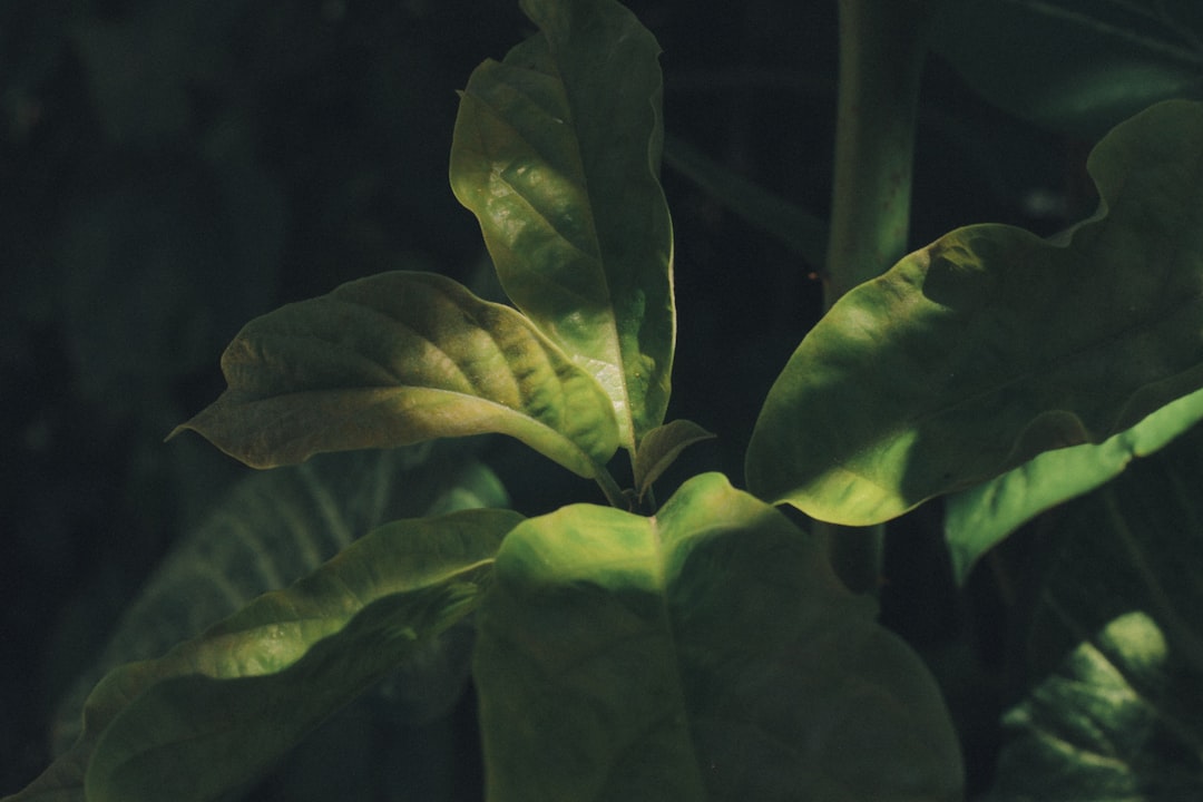 Laurierblad verzorgen als kruidenplant