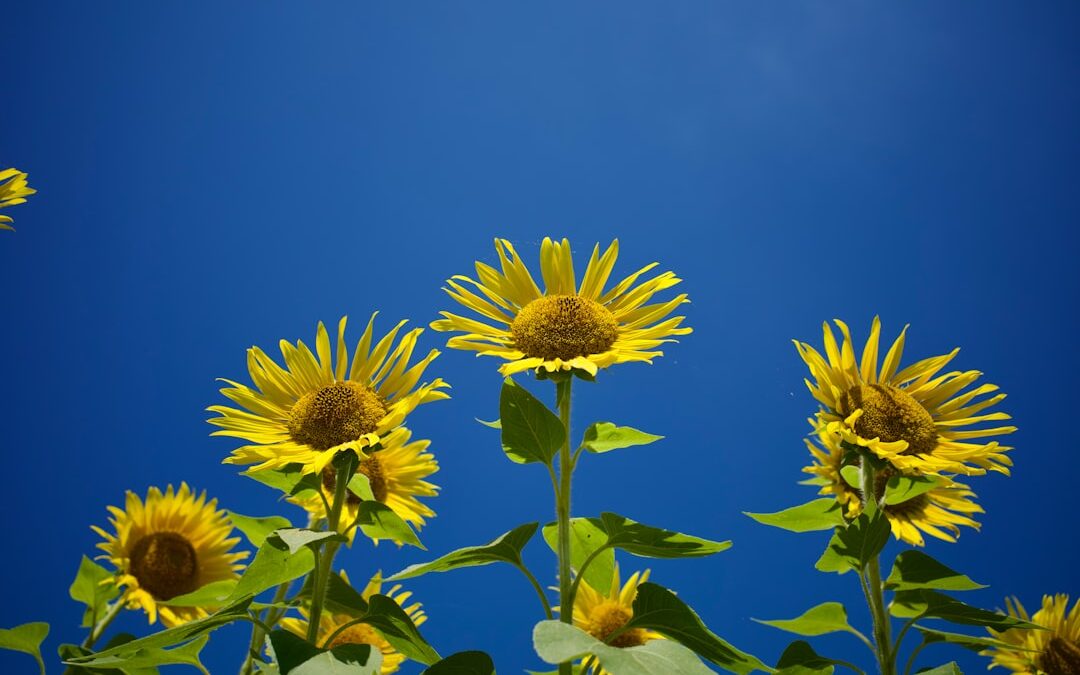 Zonnebloem verzorgen van zaad tot bloem