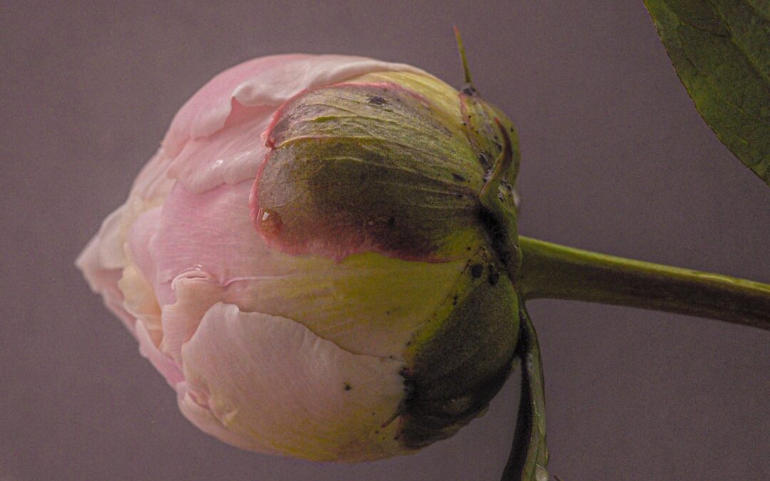 Tulp verzorgen na de bloei