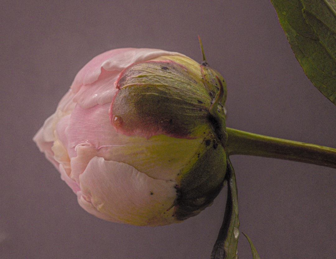 Tulp verzorgen na de bloei