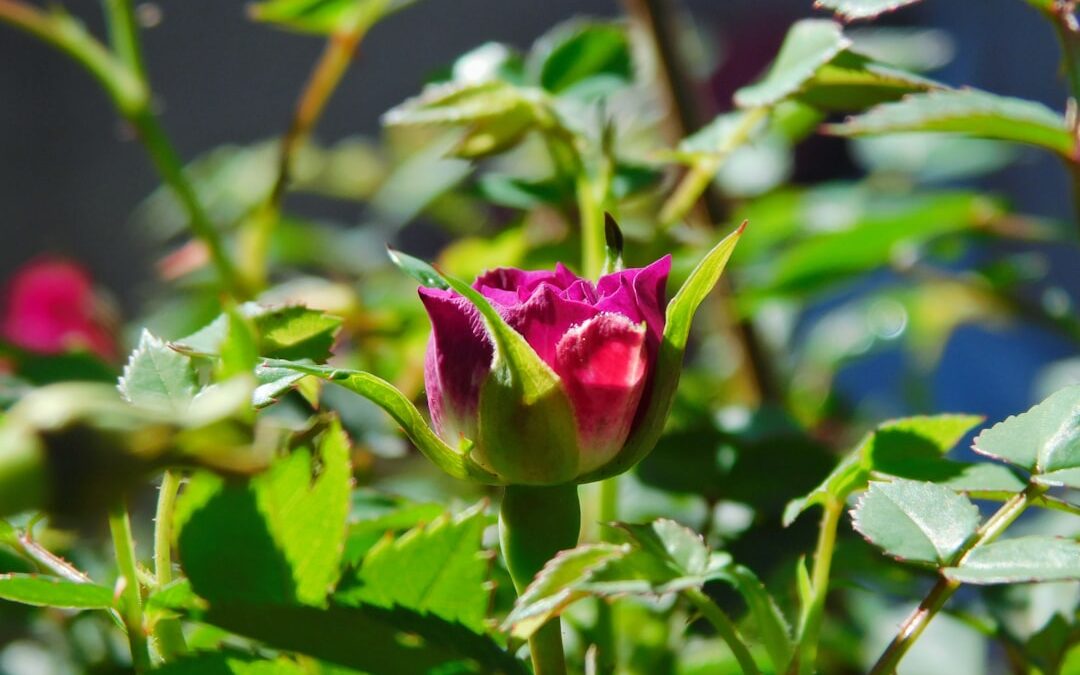 Roos verzorgen in tuin of pot