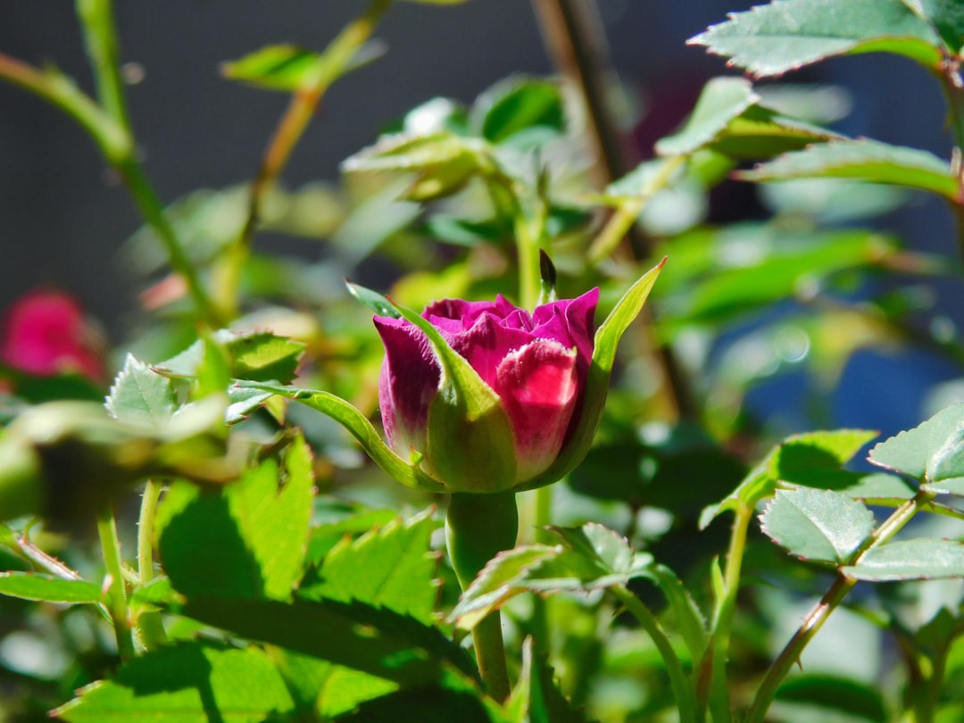 Roos verzorgen in tuin of pot