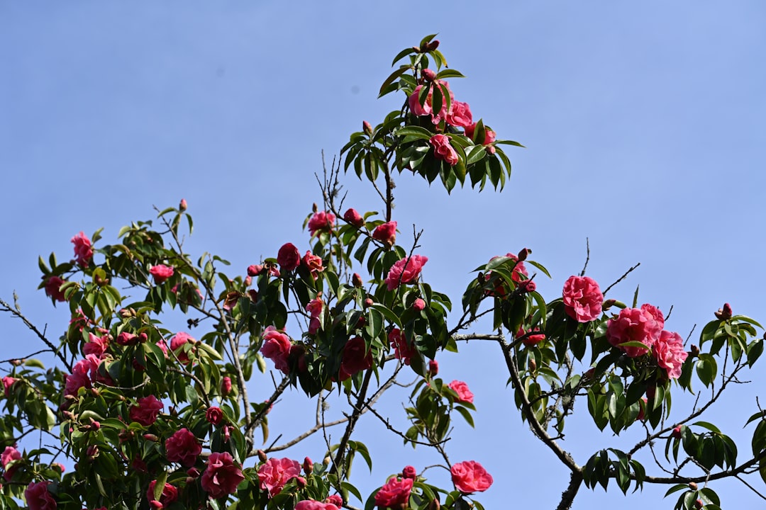 Rhododendron verzorgen in zure grond