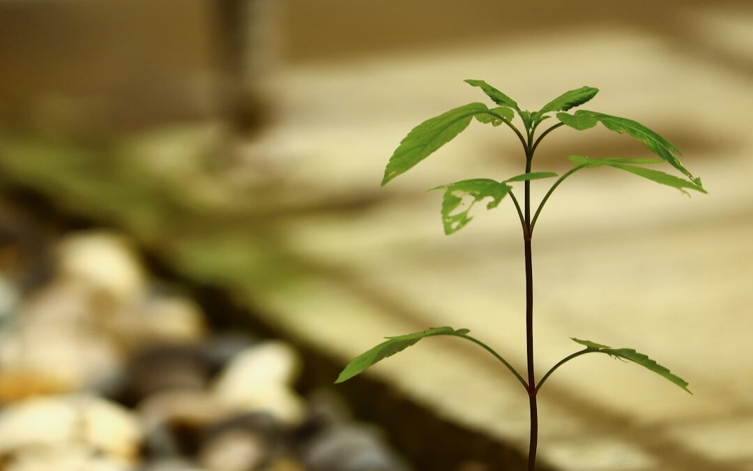 Alocasia verzorgen en gezond laten groeien