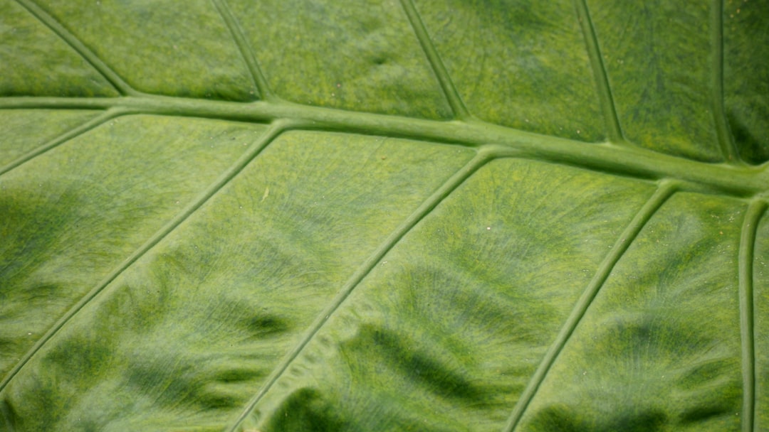 Croton verzorgen voor intense bladkleuren