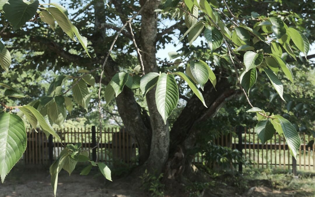 Kastanjeboom verzorgen in grote tuinen