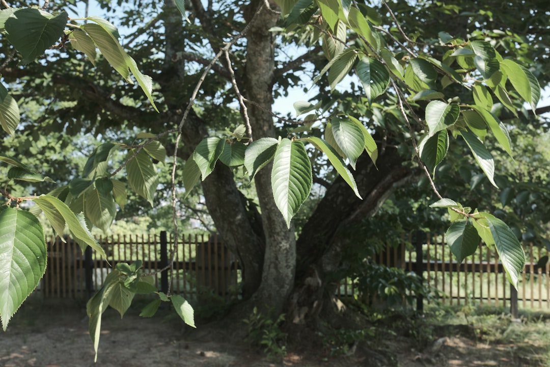 Kastanjeboom verzorgen in grote tuinen