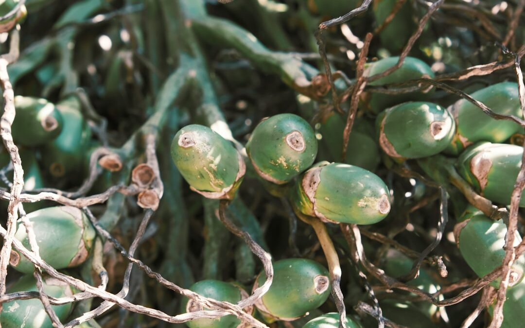 Crassula verzorgen als jadeplant